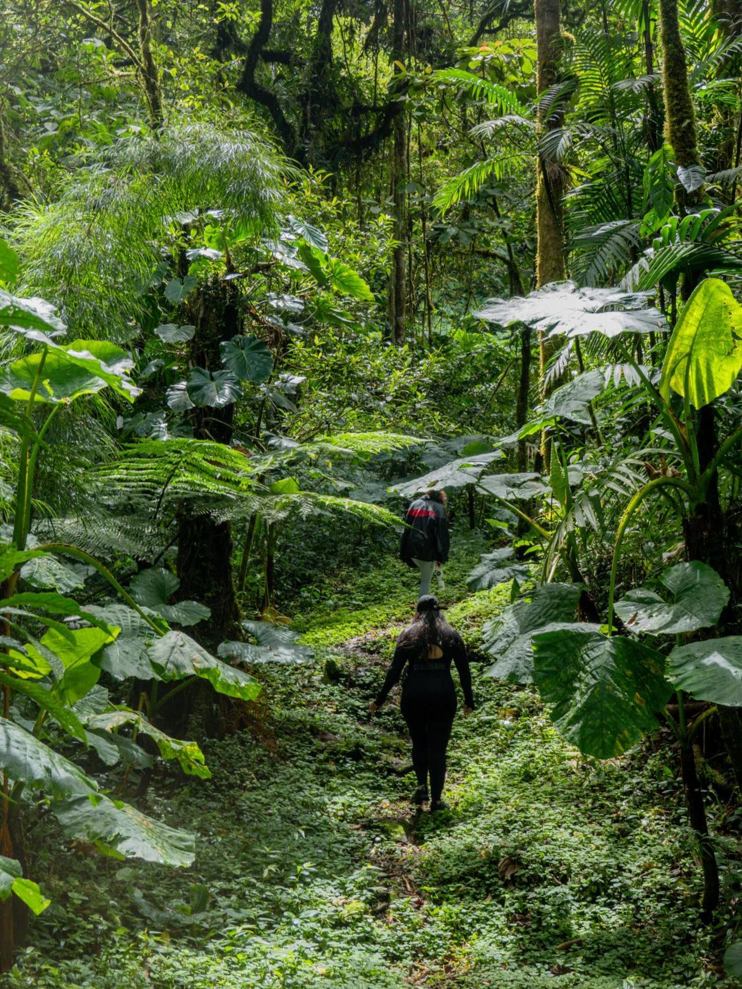 Los Quetzales Ecolodge & Spa Cerro Punta Ngoại thất bức ảnh